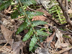 Polystichum braunii × munitum