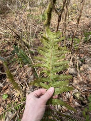 Polystichum braunii × munitum