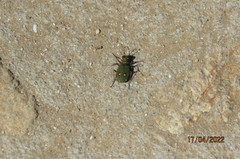 Cicindela