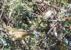 Rhynchospiza strigiceps