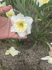 Narcissus moschatus