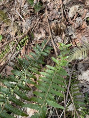 Polystichum braunii × munitum