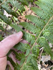 Polystichum braunii × munitum