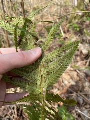 Polystichum braunii × munitum