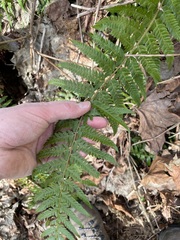Polystichum braunii × munitum