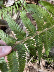 Polystichum braunii × munitum