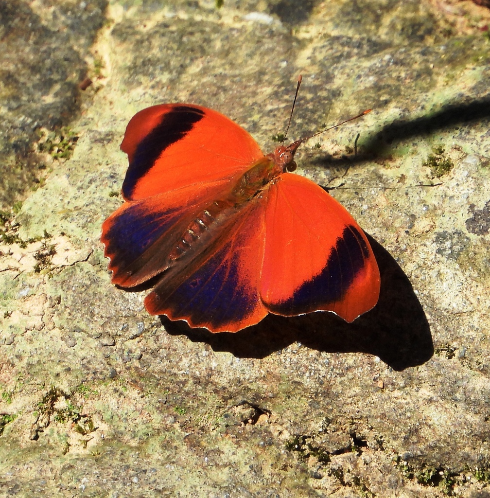 Temenis huebneri