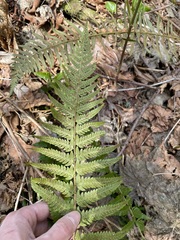 Polystichum braunii × munitum