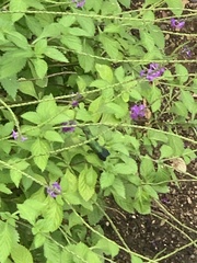 Chlorostilbon mellisugus