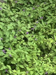 Chlorostilbon mellisugus