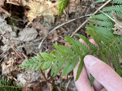 Polystichum braunii × munitum
