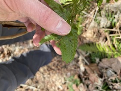 Polystichum braunii × munitum