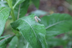 Rhagio albicornis