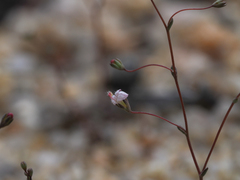 Nemacladus secundiflorus robbinsii