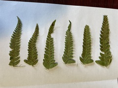 Polystichum braunii × munitum