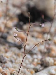 Nemacladus secundiflorus robbinsii