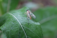 Rhagio albicornis