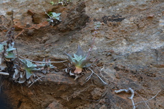 Dudleya rubens