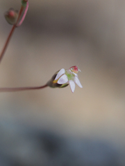 Nemacladus secundiflorus robbinsii