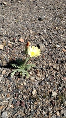 Anisocoma acaulis