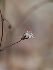 Nemacladus secundiflorus robbinsii