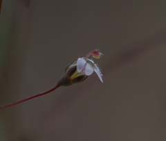 Nemacladus secundiflorus robbinsii