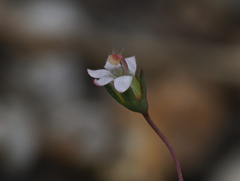 Nemacladus secundiflorus robbinsii