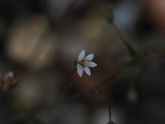 Nemacladus secundiflorus robbinsii