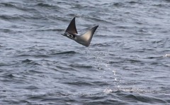 Mobula munkiana