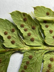 Polystichum braunii × munitum