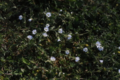 Cerastium
