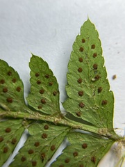Polystichum braunii × munitum