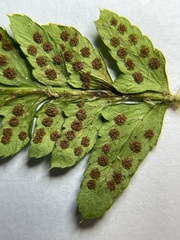 Polystichum braunii × munitum