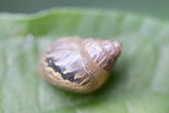 Simpulopsis