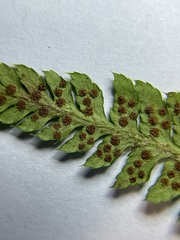 Polystichum braunii × munitum