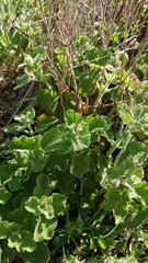 Pseudodictamnus hirsutus