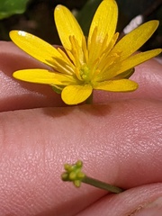 Ficaria verna verna