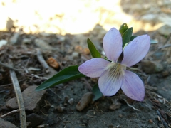 Viola lactea