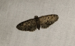 Eupithecia massiliata