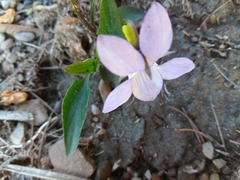 Viola lactea