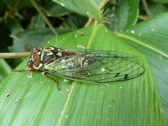 Auritibicen bihamatus