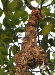 Todirostrum cinereum