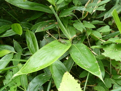 Auritibicen bihamatus