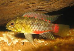 Blackseam Cichlid photo 2