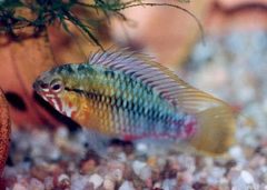 Blackseam Cichlid photo 1