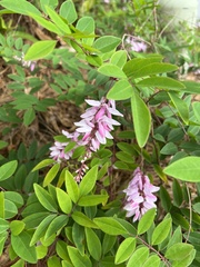 Indigofera tinctoria