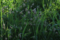 Carex praecox