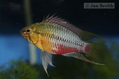 Blackseam Cichlid photo 3