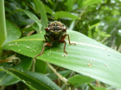 Auritibicen bihamatus