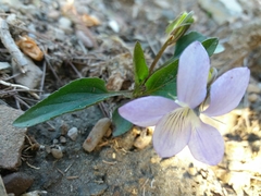 Viola lactea